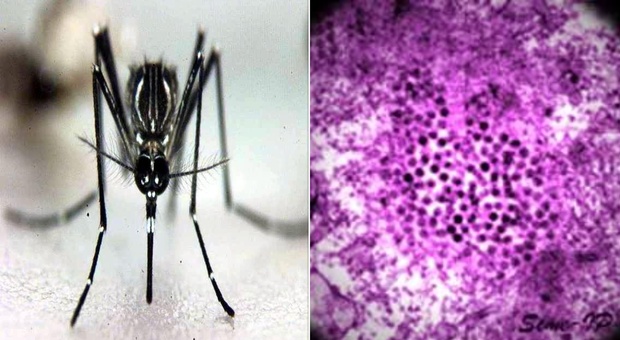 Febbre dengue, due nuovi casi in Italia (più uno sospetto): scatta la disinfestazione. Ecco dove