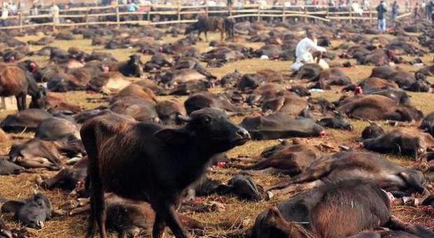 Stop ai sacrifici di animali al festival religioso: ​l'anno scorso ne furono sgozzati 200 mila