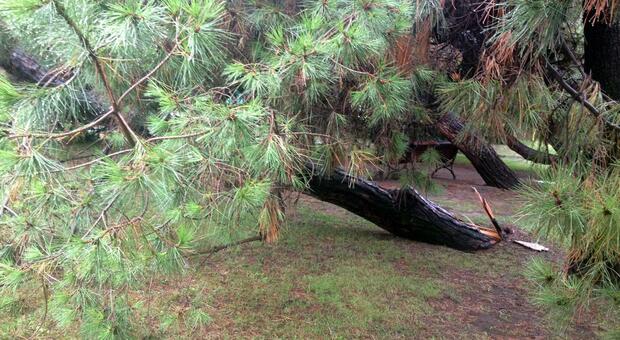 Incidente choc nel bosco: colpito dalla teleferica per trasportare i tronchi, Samuele muore a 29 anni