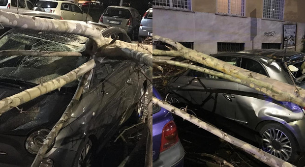 Un albero di 10 metri cade a San Giovanni, i residenti: «Aspettano il morto?»
