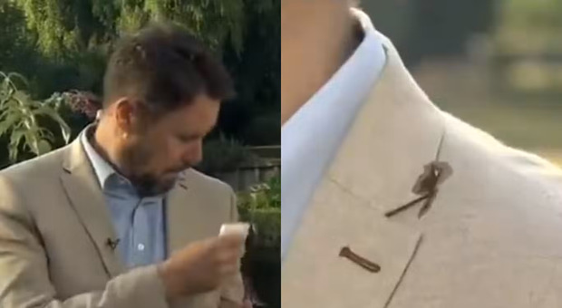«Sai come togliere la cacca di piccione da una giacca di lino?»: imbarazzo in diretta tv, la scena diventa virale