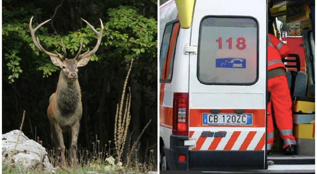 Incidente frontale, cervo attraversa la strada e l'auto sbanda: morto un 62enne. Grave una donna