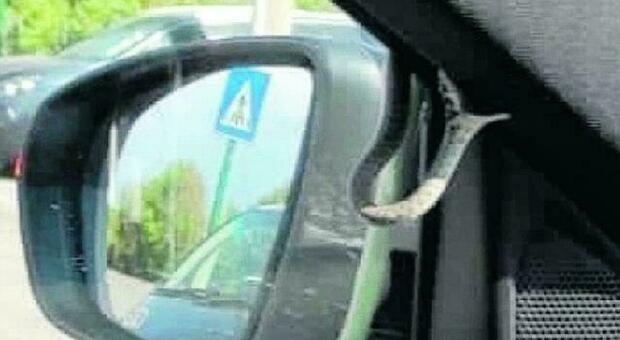 Serpente entra in auto mentre è alla guida, la scena choc a Treviso: cosa è successo