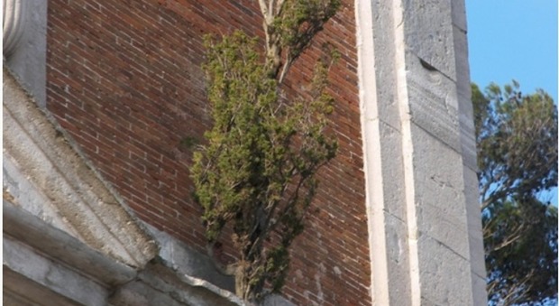Il mistero del cipresso cresciuto senza terra sul marmo della Basilica in provincia di Latina. GUARDA LE FOTO