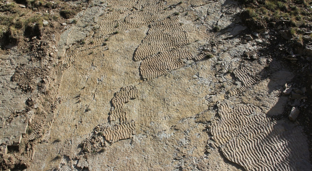 Grandi rettili preistorici, impronte trovate sulle Alpi: risalgono a 250 milioni di anni fa
