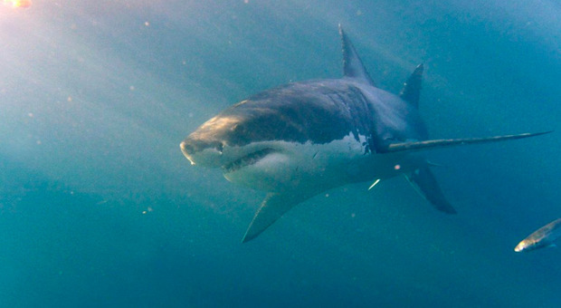 Sbranata da uno squalo nel fiume, 16enne uccisa davanti agli amici: «Si era tuffata per nuotare con i delfini»