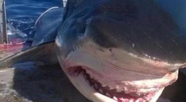 Catturato uno squalo tigre da record: sei metri di lunghezza - Guarda le foto