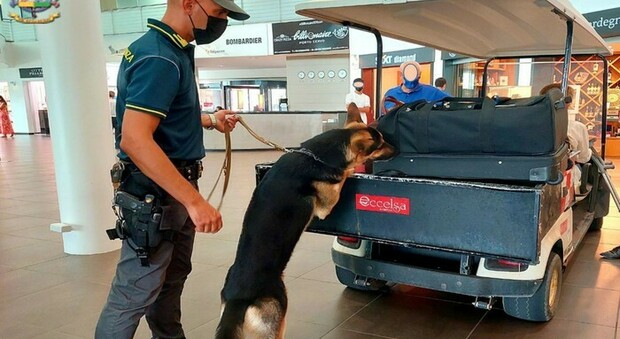 Cash dog infallibile all'aeroporto: fiuta il bottino in contanti del passeggero