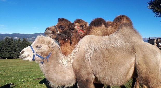 «Botox e ormoni per far crescere i muscoli»: 40 cammelli squalificati dal concorso di bellezza