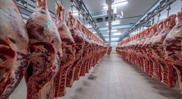 Migliaia di contagi nei mattatoi: perché succede e che pericoli ci sono per chi mangia carne