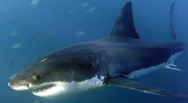 Turista attaccato da uno squalo sul litorale: primo caso in 30 anni