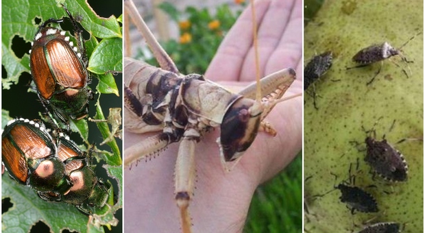 Siccità, l'invasione degli insetti alieni: scarabei giapponesi, cimici asiatiche e cavallette africane, agricoltura in ginocchio
