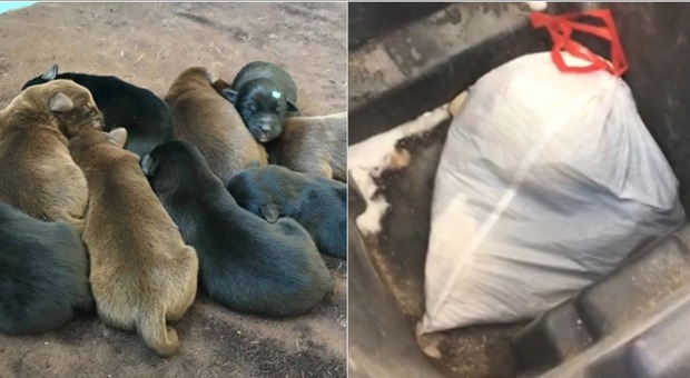 Otto cuccioli di cane appena nati chiusi in un sacchetto e buttati nella spazzatura, un uomo ammette: «Sono stato io»
