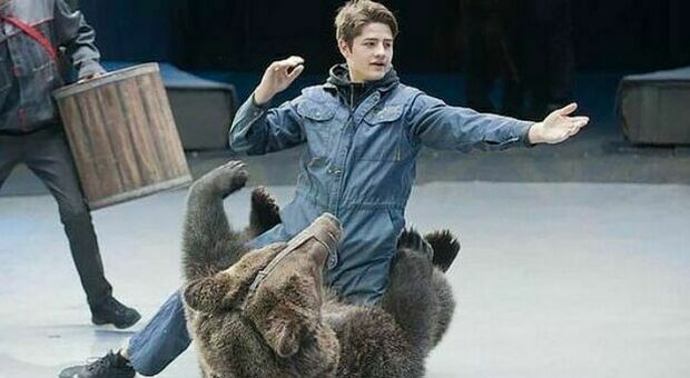 «Parlo con l'orso», aspirante addestratore entra nella gabbia del circo e muore sbranato a 28 anni