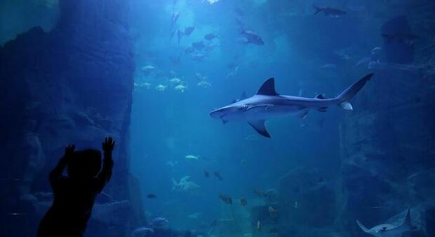 Due turiste uccise da uno squalo mentre fanno il bagno: una è morta d'infarto