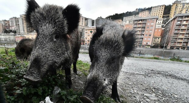 Peste suina, gli allevatori: «A rischio in Abruzzo oltre dodicimila aziende»