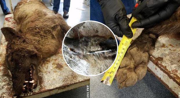 Animale misterioso ucciso in una fattoria: «Non è un cane né un lupo». Il dna risolve ogni dubbio