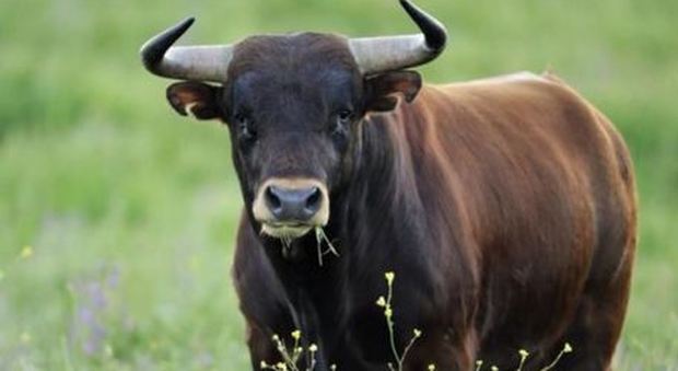 Reggio Calabria come Pamplona, toro imbizzarrito semina il panico in strada: abbattuto