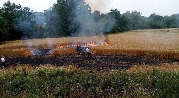 Casalattico: va a fuoco un campo di grano, danni ingenti. Lo sfogo dei proprietari