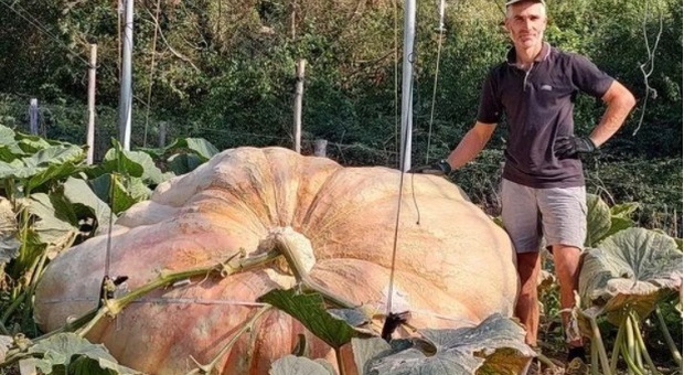 Zucca da record: la più grande del mondo è italiana, 1.226 chili di ortaggio gigante FOTO