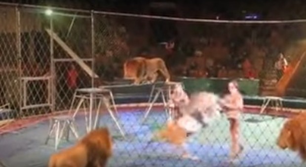 Paura al circo, il leone frustato reagisce e attacca il domatore Il video choc