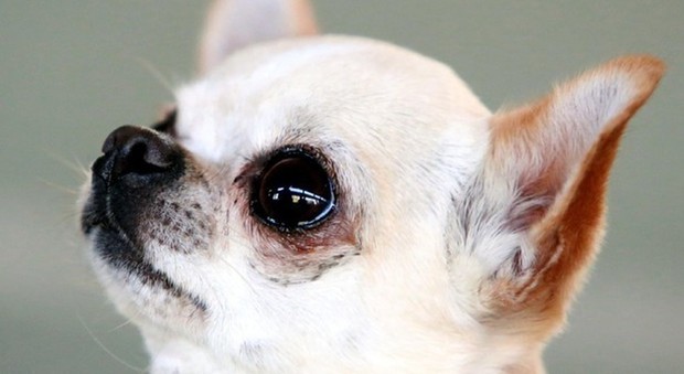 Chihuahua abbaia durante il furto, i ladri lo uccidono affogandolo nel water