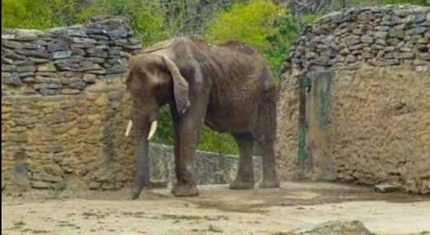 Zoo senza soldi, l'elefante rischia di morire di fame - Foto