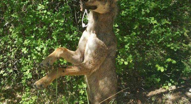 Un altro lupo impiccato, stavolta è accaduto nel Lazio