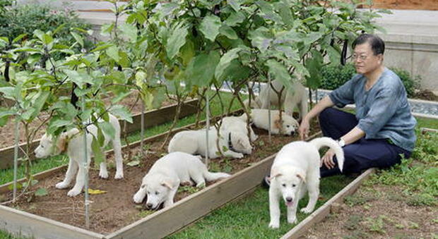 Corea del Sud, il presidente Moon propone il divieto di consumo della carne di cane