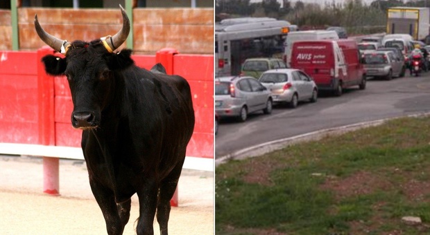 A Roma caos e ingorghi sulla Laurentina, l'Atac: «C'è un toro sulla carreggiata»