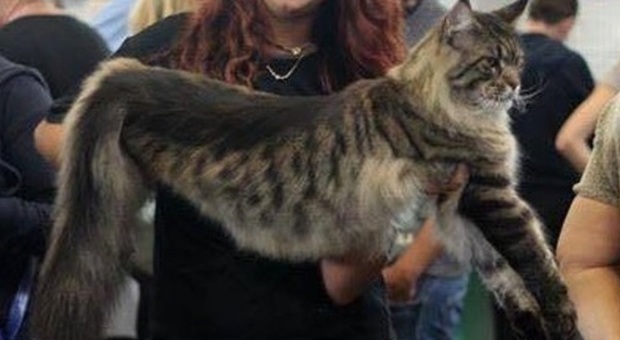 Titanic, undici chili di morbido pelo. È lui il gatto più grande del mondo