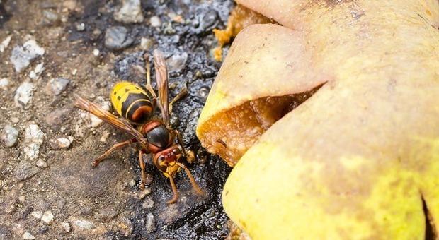 Punto alla gola da una vespa: trovato morto in casa
