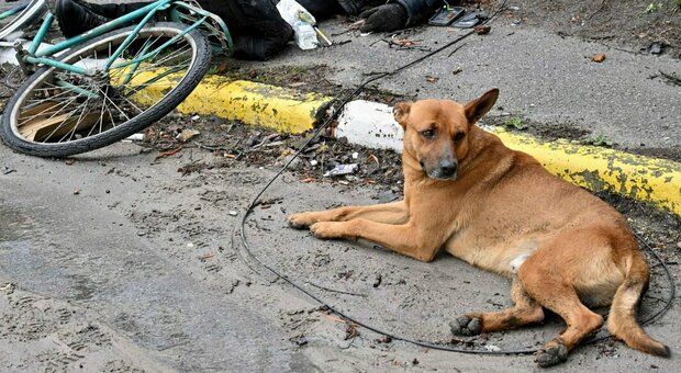 Bucha, il cane veglia il padrone ucciso nel massacro: la fedeltà e il dolore della separazione