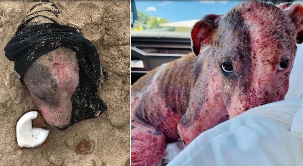 Cagnolina picchiata e sepolta viva in spiaggia con la testa al sole: ora cerca una famiglia