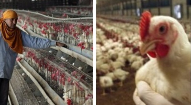 Influenza aviaria, in Cina un'altra infezione umana: «Un 55enne ricoverato in condizioni critiche»