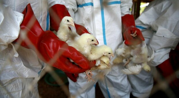 Aviaria a Ostia: «Morte 50 galline». È allarme sul litorale