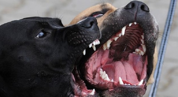 Tre pitbull sbranano un labrador: attimi di terrore per il padrone e un bimbo di 10 anni