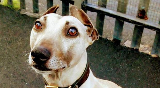 Sam, il cane più sfortunato del mondo: in cerca di una casa da 900 giorni