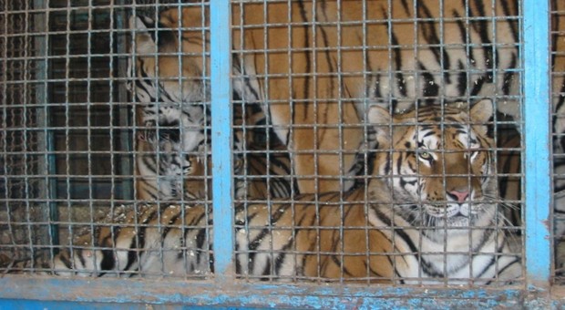 Entra nel recinto delle tigri al Circo Lidia Togni, i felini gli staccano un braccio