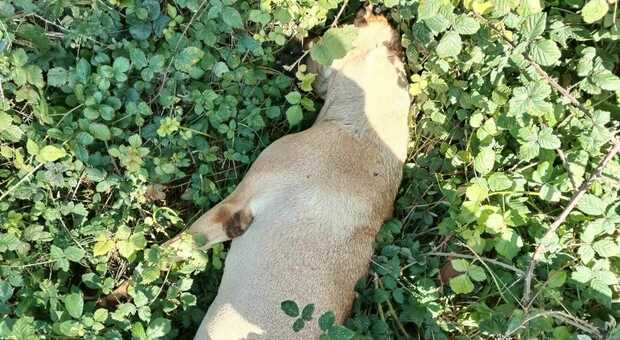 Cane strangolato con un filo di ferro: trovato morto in campagna. Taglia per trovare il colpevole
