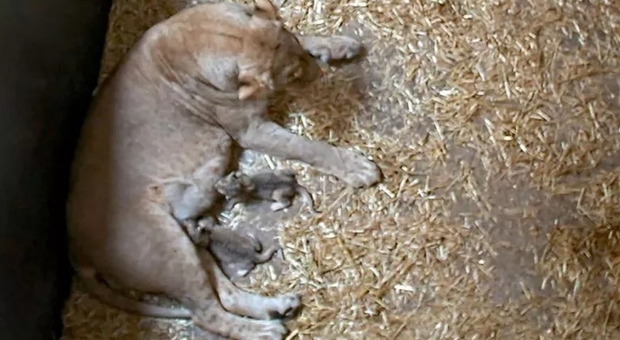 Tragedia allo zoo, leonessa partorisce due cuccioli: dopo poche ore li uccide e li mangia