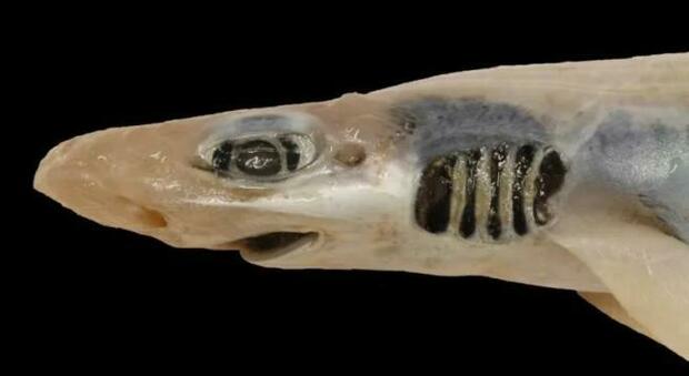Sardegna, misterioso squalo senza pelle né denti: ecco di cosa si tratta