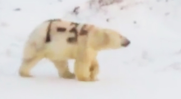 Il mistero dell'orso polare con la scritta "T-34" sul corpo: il video fa discutere