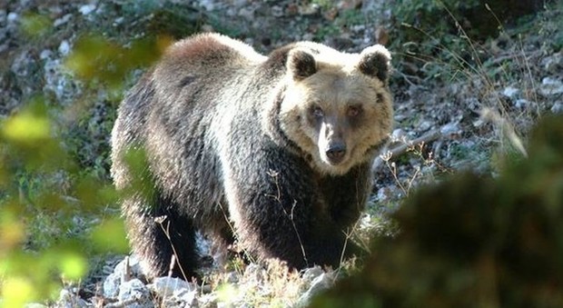 Trentino, padre e figlio feriti da un orso sul Monte Peller