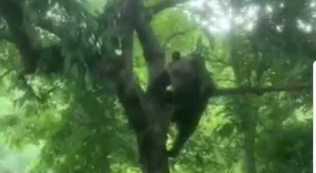 Orso si arrampica sull'albero: scorpacciata di ciliegie. Il video diventa virale