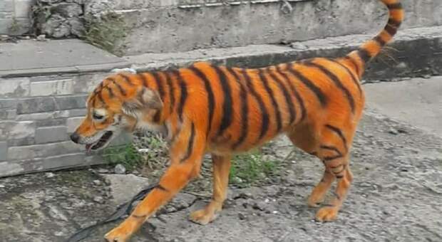 Cane trasformato in tigre con vernici tossiche e abbandonato per strada, l'appello: «Aiutateci a trovare il colpevole»