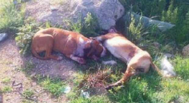 Due cani presi a fucilate in testa: sono stati lasciati agonizzanti a terra