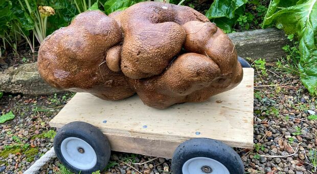 Una patata da record: trovata la più grande del mondo, pesa 8 chili (ed è già una star)