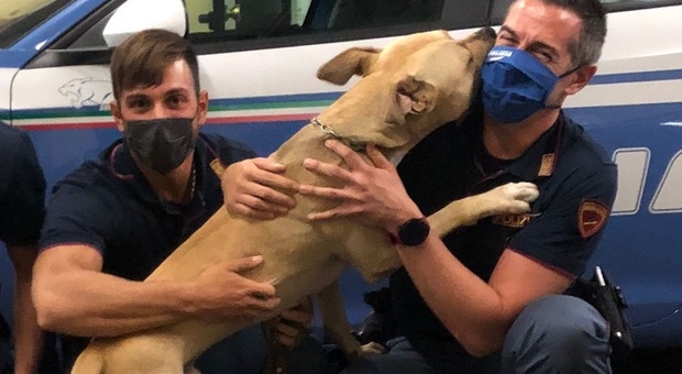 Pitbull salvato dal bastone del padrone ubriaco si getta tra le braccia dei poliziotti: la storia che commuove FOTO