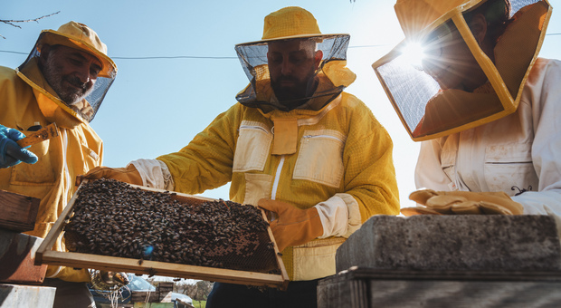 Crolla la produzione del miele: - 30% in un anno in Piemonte. «Mancanza d'acqua e alte temperature determinanti»